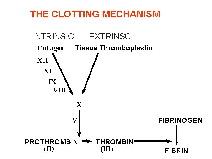 THE CLOTTING MECHANISM INTRINSIC Collagen EXTRINSC Tissue Thromboplastin XII XI IX VIII VII X