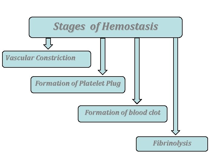 Stages of Hemostasis Vascular Constriction Formation of Platelet Plug Formation of blood clot Fibrinolysis