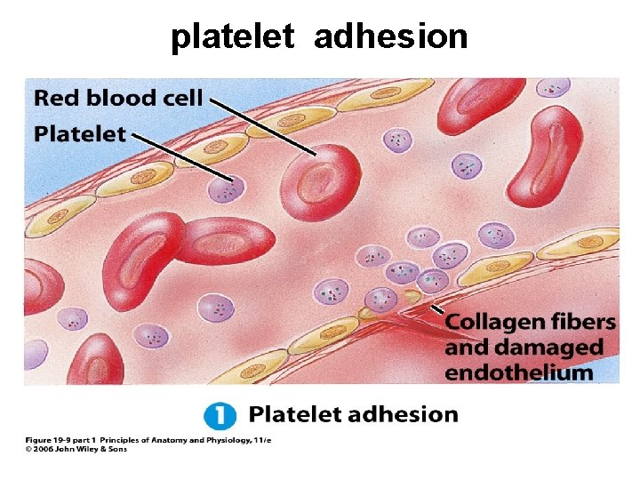 platelet adhesion 