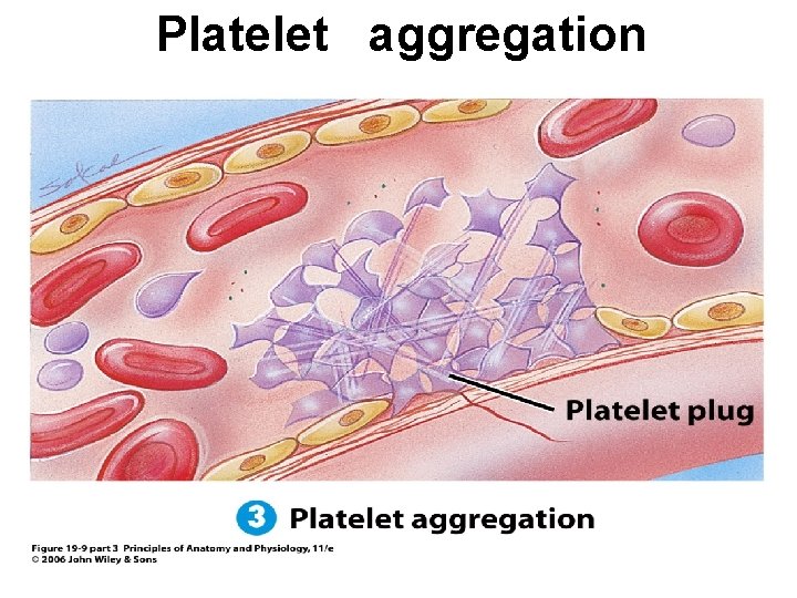 Platelet aggregation 