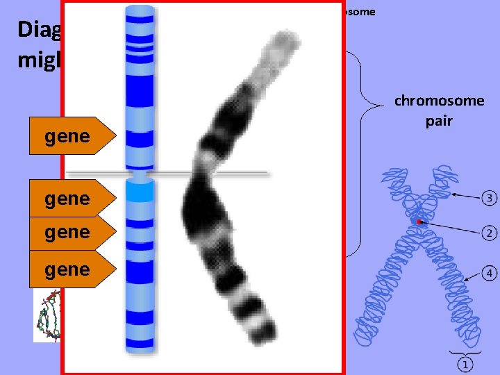 Diagrams you might see… 1 chromosome genes gene segments of DNA 1 chromosome pair