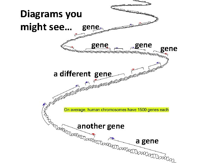 Diagrams you might see… gene a different gene another gene a gene 