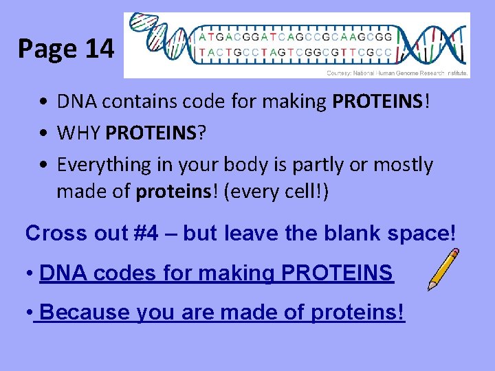 Page 14 • DNA contains code for making PROTEINS! • WHY PROTEINS? • Everything