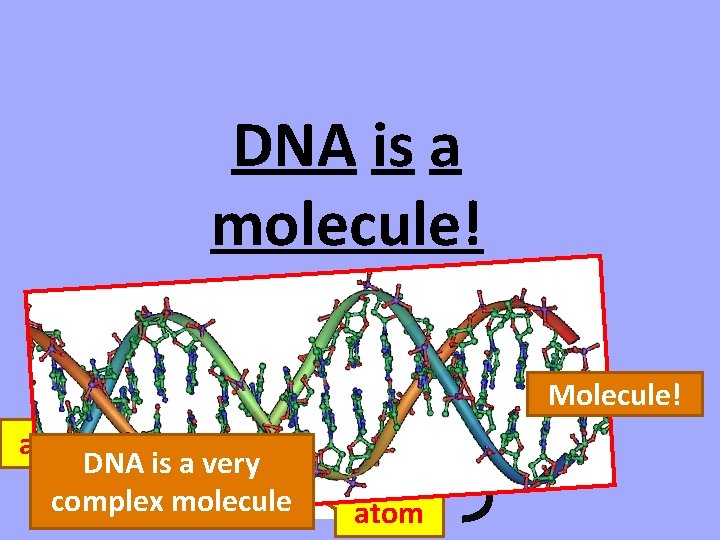 DNA is a molecule! atom DNA is a very complex molecule atom Molecule! 