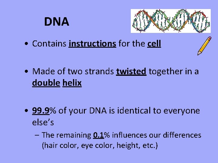 DNA • Contains instructions for the cell • Made of two strands twisted together