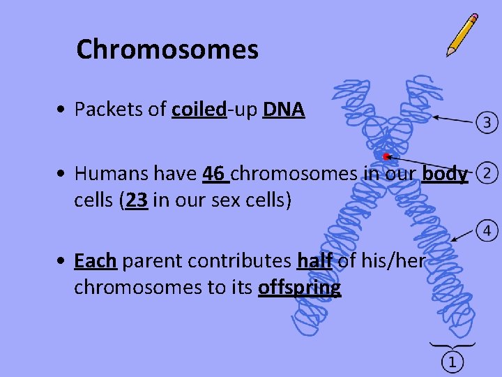 Chromosomes • Packets of coiled-up DNA • Humans have 46 chromosomes in our body