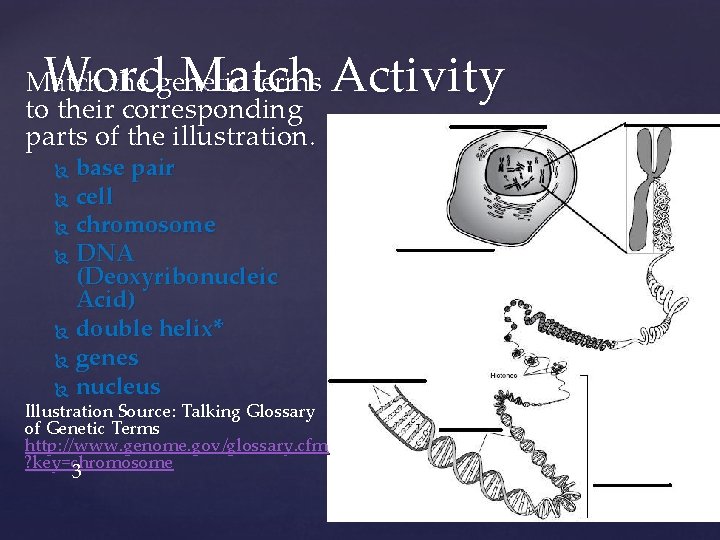 Word Match Activity Match the genetic terms to their corresponding parts of the illustration.