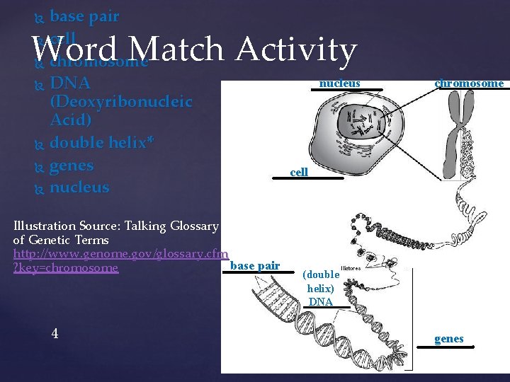 base pair cell chromosome DNA (Deoxyribonucleic Acid) double helix* genes nucleus Word Match Activity