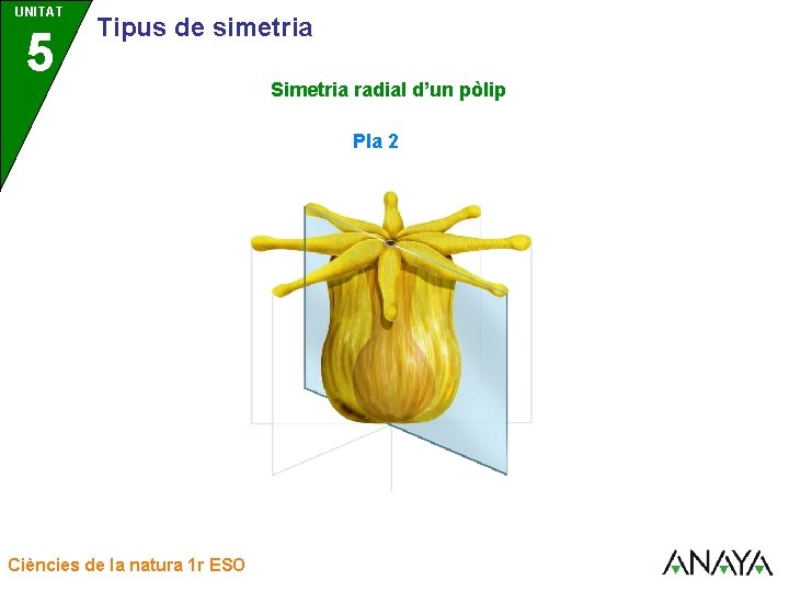 UNITAT UNIDAD 5 3 Tipus de simetria Simetria radial d’un pòlip Pla 2 Ciències