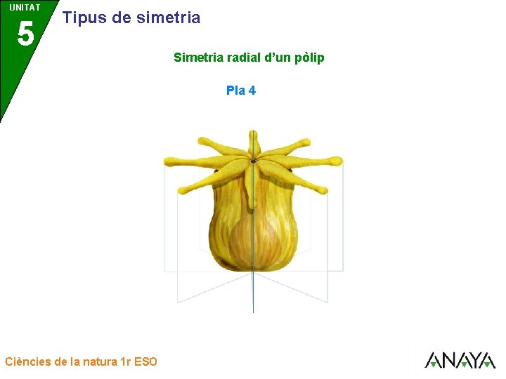 UNITAT UNIDAD 5 3 Tipus de simetria Simetria radial d’un pòlip Pla 4 Ciències