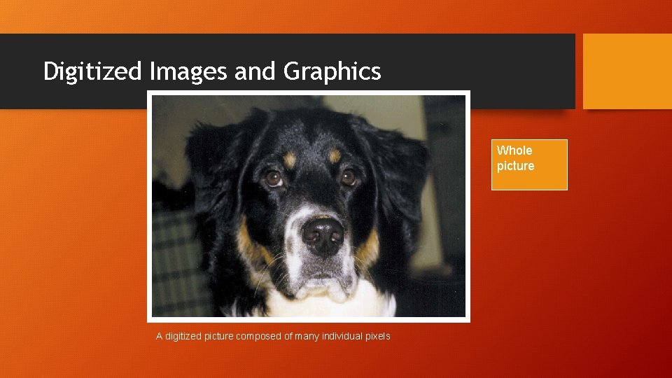 Digitized Images and Graphics Whole picture A digitized picture composed of many individual pixels
