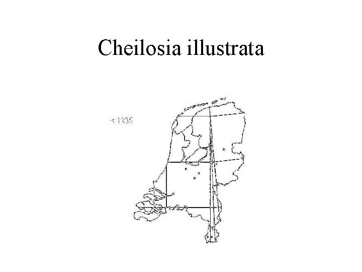 Cheilosia illustrata 