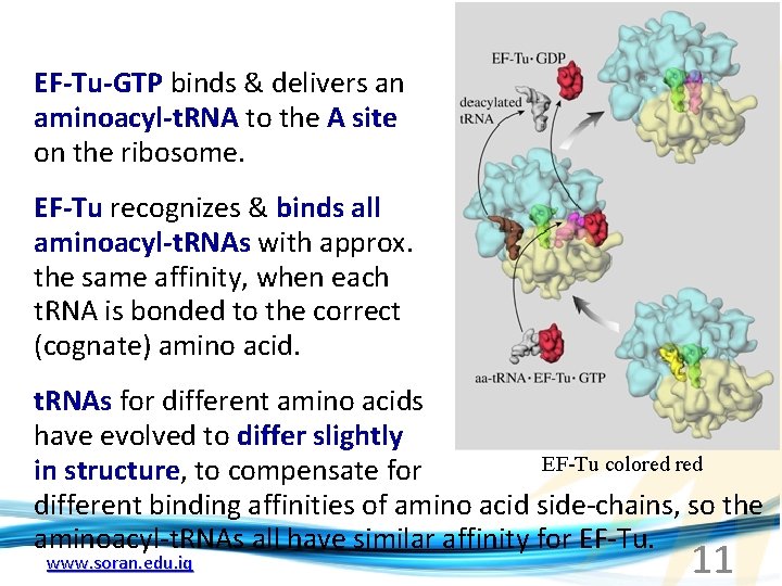 EF-Tu-GTP binds & delivers an aminoacyl-t. RNA to the A site on the ribosome.