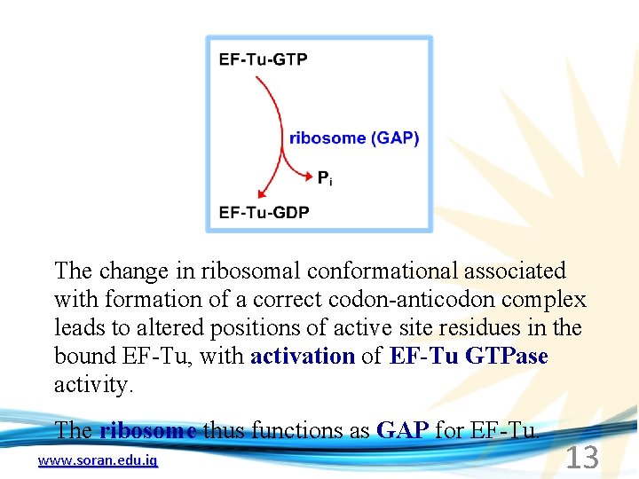 The change in ribosomal conformational associated with formation of a correct codon-anticodon complex leads