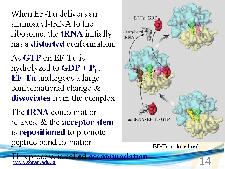 When EF-Tu delivers an aminoacyl-t. RNA to the ribosome, the t. RNA initially has