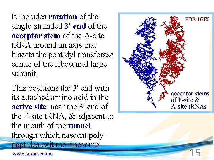 It includes rotation of the single-stranded 3' end of the acceptor stem of the