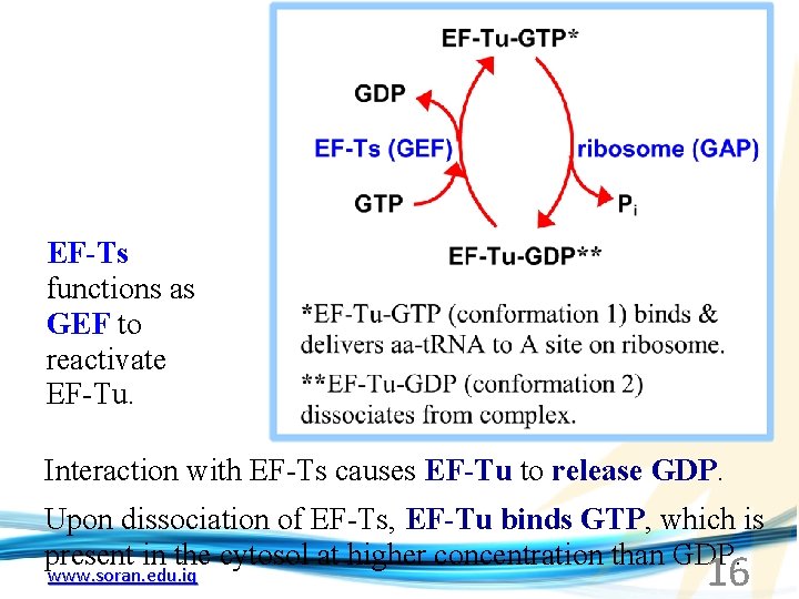 EF-Ts functions as GEF to reactivate EF-Tu. Interaction with EF-Ts causes EF-Tu to release