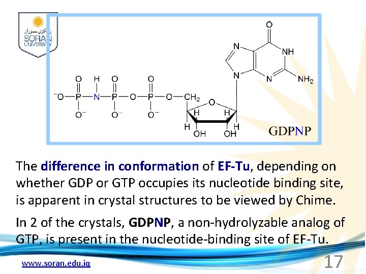 The difference in conformation of EF-Tu, depending on whether GDP or GTP occupies its