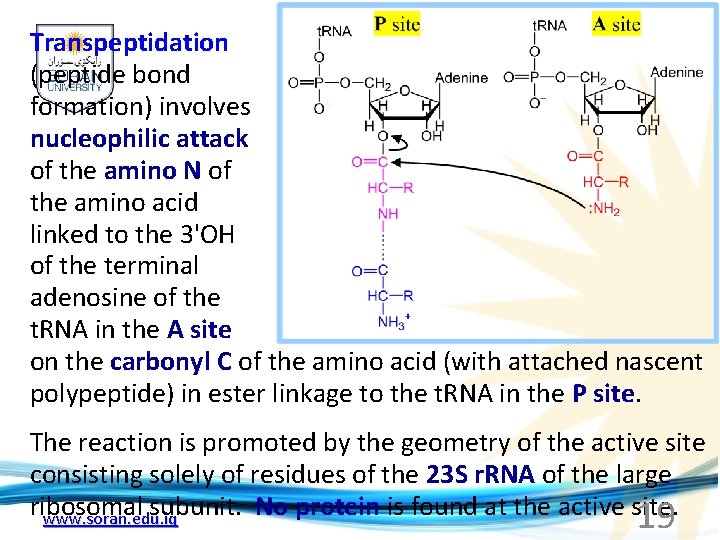 Transpeptidation (peptide bond formation) involves nucleophilic attack of the amino N of the amino