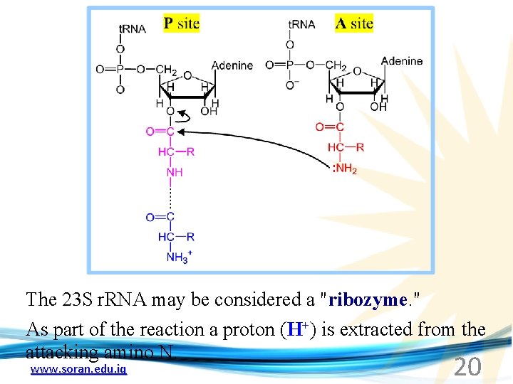 The 23 S r. RNA may be considered a "ribozyme. " As part of