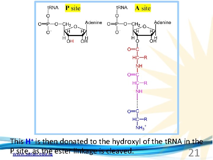 This H+ is then donated to the hydroxyl of the t. RNA in the