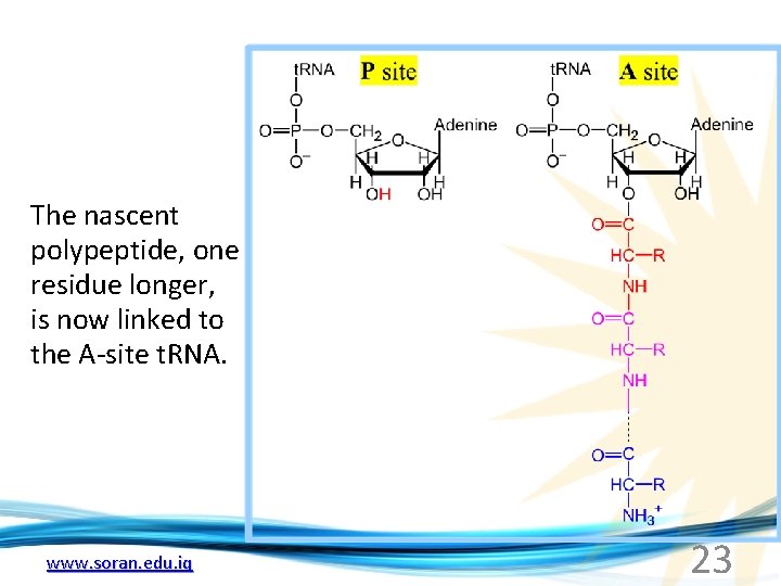 The nascent polypeptide, one residue longer, is now linked to the A-site t. RNA.