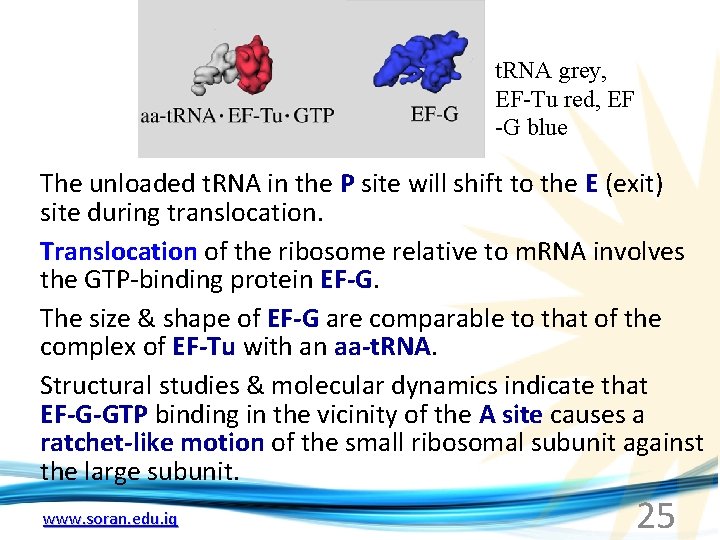 t. RNA grey, EF-Tu red, EF -G blue The unloaded t. RNA in the