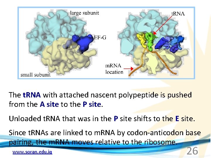 The t. RNA with attached nascent polypeptide is pushed from the A site to