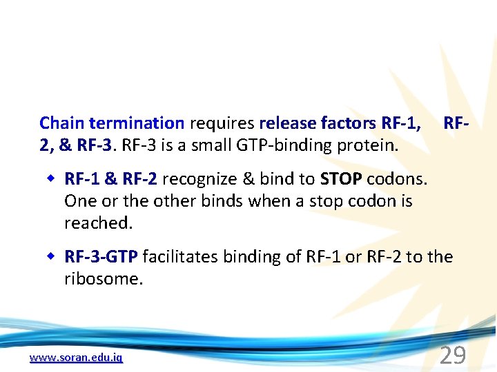 Chain termination requires release factors RF-1, 2, & RF-3 is a small GTP-binding protein.