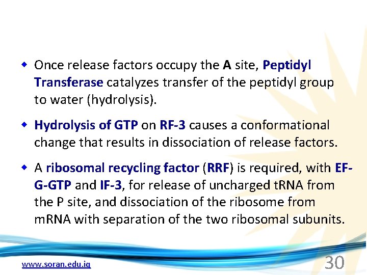 w Once release factors occupy the A site, Peptidyl Transferase catalyzes transfer of the