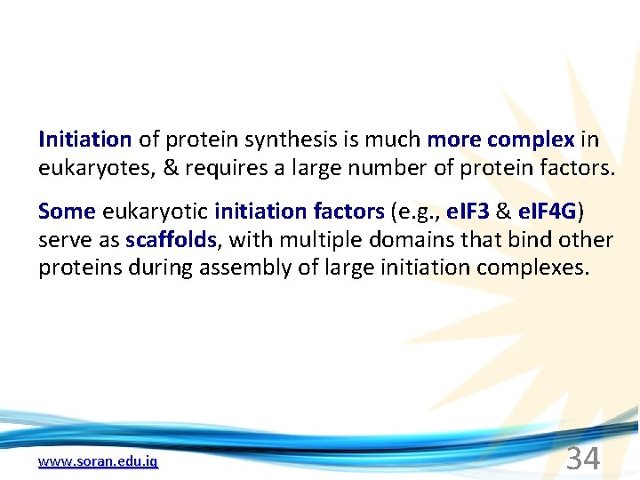 Initiation of protein synthesis is much more complex in eukaryotes, & requires a large