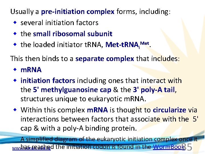 Usually a pre-initiation complex forms, including: w several initiation factors w the small ribosomal