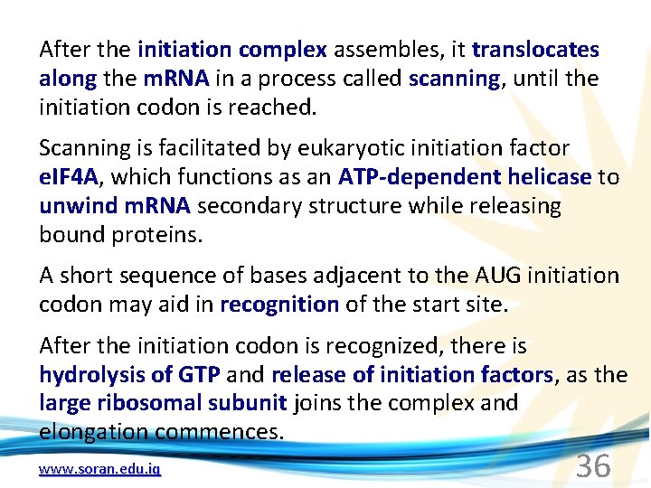 After the initiation complex assembles, it translocates along the m. RNA in a process