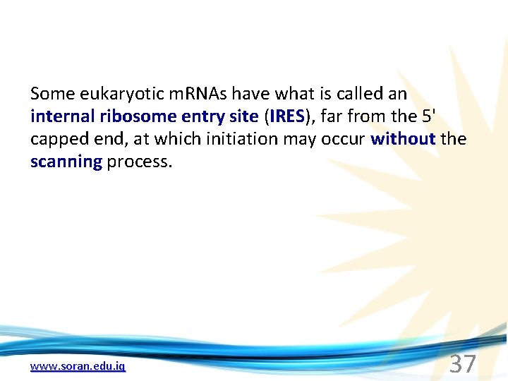 Some eukaryotic m. RNAs have what is called an internal ribosome entry site (IRES),