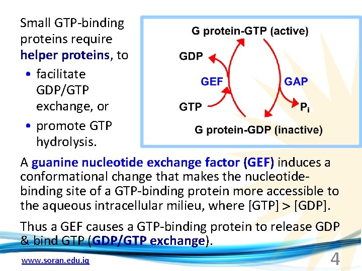 Small GTP-binding proteins require helper proteins, to • facilitate GDP/GTP exchange, or • promote