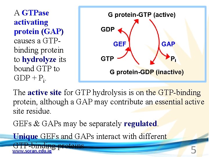 A GTPase activating protein (GAP) causes a GTPbinding protein to hydrolyze its bound GTP