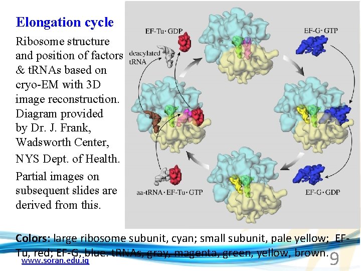 Elongation cycle Ribosome structure and position of factors & t. RNAs based on cryo-EM