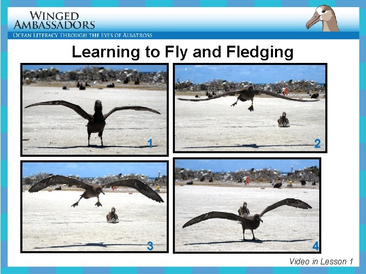 Learning to Fly and Fledging 1 2 3 4 Video in Lesson 1 