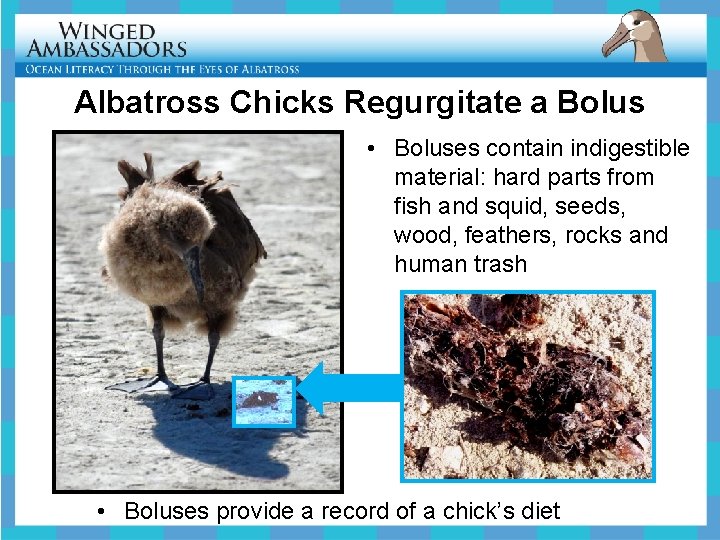 Albatross Chicks Regurgitate a Bolus • Boluses contain indigestible material: hard parts from fish