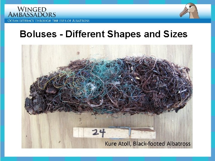 Boluses - Different Shapes and Sizes 