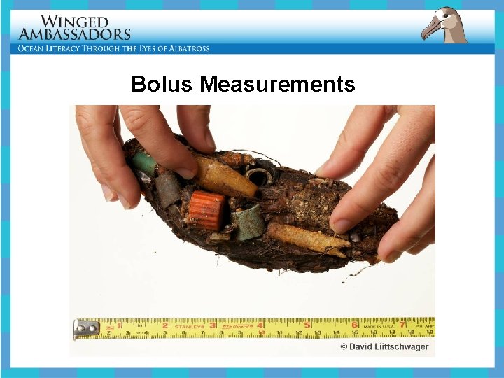 Bolus Measurements 