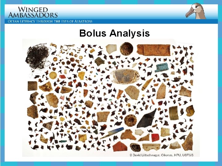Bolus Analysis 
