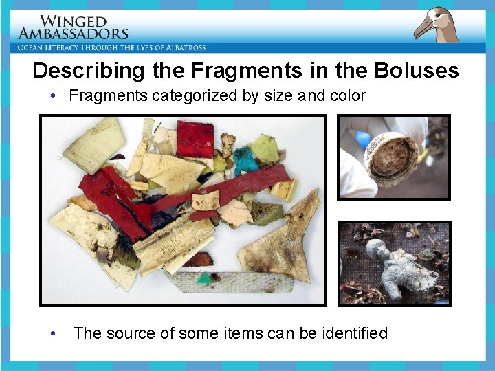 Describing the Fragments in the Boluses • Fragments categorized by size and color •