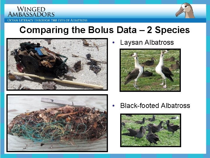 Comparing the Bolus Data – 2 Species • Laysan Albatross • Black-footed Albatross 