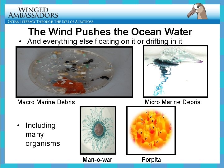 The Wind Pushes the Ocean Water • And everything else floating on it or