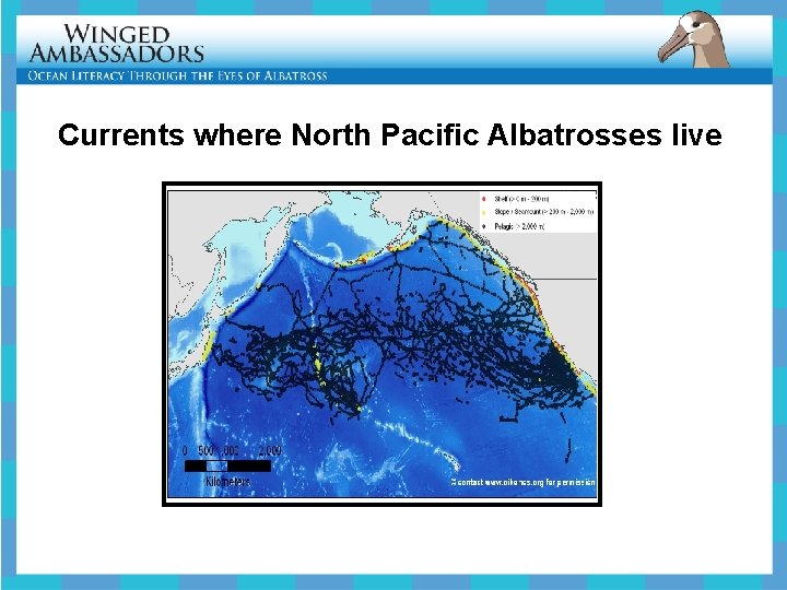 Currents where North Pacific Albatrosses live 