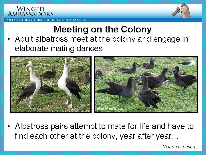 Meeting on the Colony • Adult albatross meet at the colony and engage in