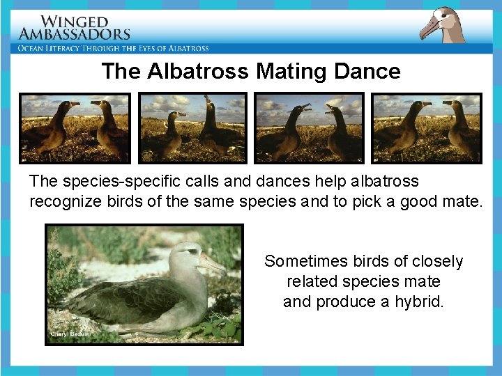 The Albatross Mating Dance The species-specific calls and dances help albatross recognize birds of