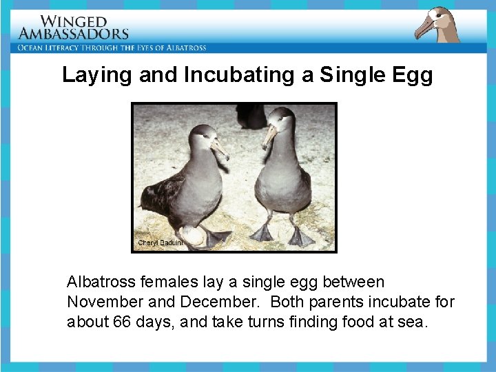 Laying and Incubating a Single Egg Albatross females lay a single egg between November