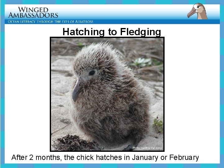 Hatching to Fledging After 2 months, the chick hatches in January or February 